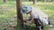 Rubber tapper tapping at the base of rubber tree to collect latex