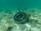 Rubber tire under water in the sea.