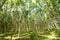 Rubber tree agricultural background
