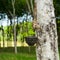 Rubber tree with bowl for latex milk at tropical plantation. Thailand