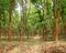 Rubber Tree - Hevea Brasiliensis - Plantation in Kerala, India