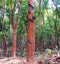 Rubber Tree - Hevea Brasiliensis - with Rubber Tapping in a Rubber Plantation in Kerala, India