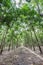 Rubber Tree ( Hevea brasiliensis ), Tay Ninh province, Vietnam