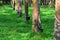 Rubber tree or latex at Malaysia plantation.