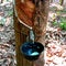 Rubber tree.Milky latex extracting from rubber tree