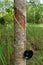 Rubber tree orchard or  plantation, bowl for collecting latex from a rubber tree, rubber tapping. Hevea brasiliensis is flowering