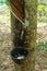 Rubber tree orchard or  plantation, bowl for collecting latex from a rubber tree, rubber tapping. Hevea brasiliensis is flowering