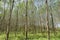 Rubber tree plantation