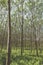 Rubber tree plantation