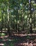 Rubber tree plantation, Fazenda, Sao Paulo Stare Brazil