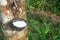 Rubber tree providing great yield of natural rubber latex tapped or extracted from rubber tree in rubber plantation in south of