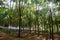 Rubber tree , rubber plantation . Beautiful trees line by rubber tree