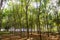 Rubber tree , rubber plantation . Beautiful trees line by rubber tree
