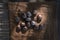 Rubber tree seeds in bunch, with sunlight, in Asia, from intensive rubber plantation