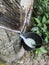 Rubber tree tapping to a cup