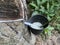 Rubber tree tapping to a cup