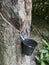 Rubber tree tapping to a cup