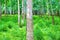 Rubber trees at rubber estate