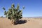 Rubberbush (Calotropis procera) in the desert.