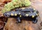 The rubbery looking Spotted Salamander