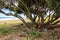 Rubbish dumped under Pohutukawa trees growing on dunes at Makorori Beach, Gisborne, New Zealand