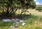 Rubbish dumped under Pohutukawa trees growing on dunes at Makorori Beach, Gisborne, New Zealand