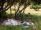 Rubbish dumped under Pohutukawa trees growing on dunes at Makorori Beach, Gisborne, New Zealand