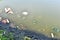 Rubbish, waste floating in polluted pond