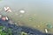 Rubbish, waste floating in polluted pond