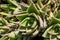 Rubble aloe, Aloe perfoliata