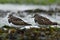 Rubby turnstone