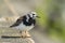 Rubby turnstone