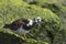 Rubby turnstone wading bird calling