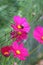 Rubine cosmos blooms feed pollinators