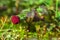 Rubus arcticus, the Arctic bramble, royal berry