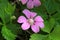 Rubus arcticus. Beautiful flower Arctic raspberry closeup