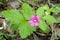 Rubus arcticus. Flower Arctic raspberry closeup