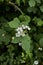 Rubus caesius in blom