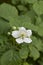 Rubus caesius shrub in bloom