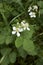 Rubus caesius white flowers
