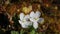 Rubus chamaemorus. Blooming cloudberry in summer in the Arctic tundra of western Siberia