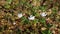 Rubus chamaemorus. Cloudberry blossoms in northern Siberia on a sunny day