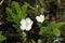 Rubus chamaemorus. Flowering cloudberries in the summer on the Y