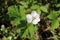 Rubus chamaemorus. Flowering cloudberry day in July on the Yamal Peninsula