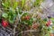 Rubus chamaemorus, northern berry flower bud, cloudberries