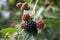 Rubus fruticosus big and tasty garden blackberries, black ripened fruits berries on branches