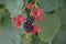 Rubus fruticosus \\\'Black Satin\\\' grows with berries in August. Berlin, Germany