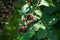 Rubus fruticosus \\\'Black Satin\\\' grows with berries in August. Berlin, Germany