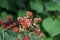 Rubus fruticosus \\\'Black Satin\\\' grows with berries in August. Berlin, Germany