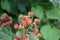 Rubus fruticosus \\\'Black Satin\\\' grows with berries in August. Berlin, Germany